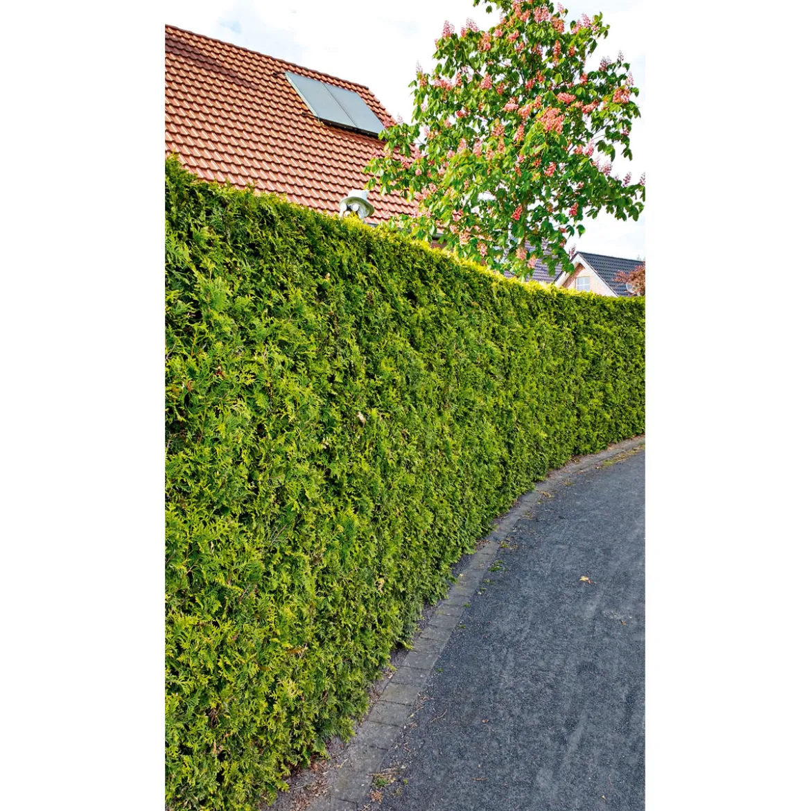 PlantiflorLebensbaum Smaragd Topf- Durchmesser ca 23 cm