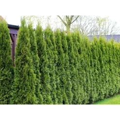 PlantiflorLebensbaum Smaragd Topf- Durchmesser ca 23 cm