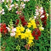 PlantiflorLöwenmäulchen Topf Durchmesser 13 cm
