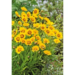 PlantiflorMädchenauge Topf Durchmesser 13 cm
