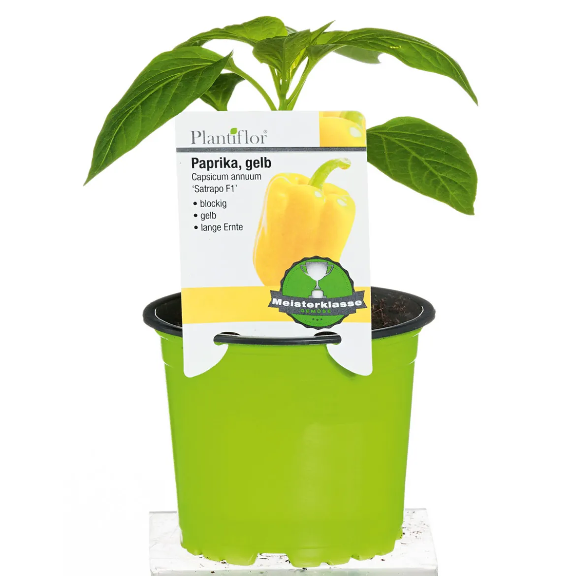 Plantiflor Meisterklasse Paprika gelb Satrapo Topf Durchmesser 11 cm