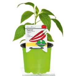 PlantiflorMeisterklasse Peperonie Vulkan Topf Durchmesser 11 cm