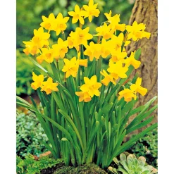 PlantiflorNarzissen 3 Zwiebeln im Topf Durchmesser 9 cm