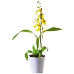 PlantiflorOrchideen-Mix Topf Durchmesser 9 cm