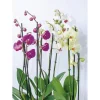 Plantiflor Orchideen-Mix 2-Trieber