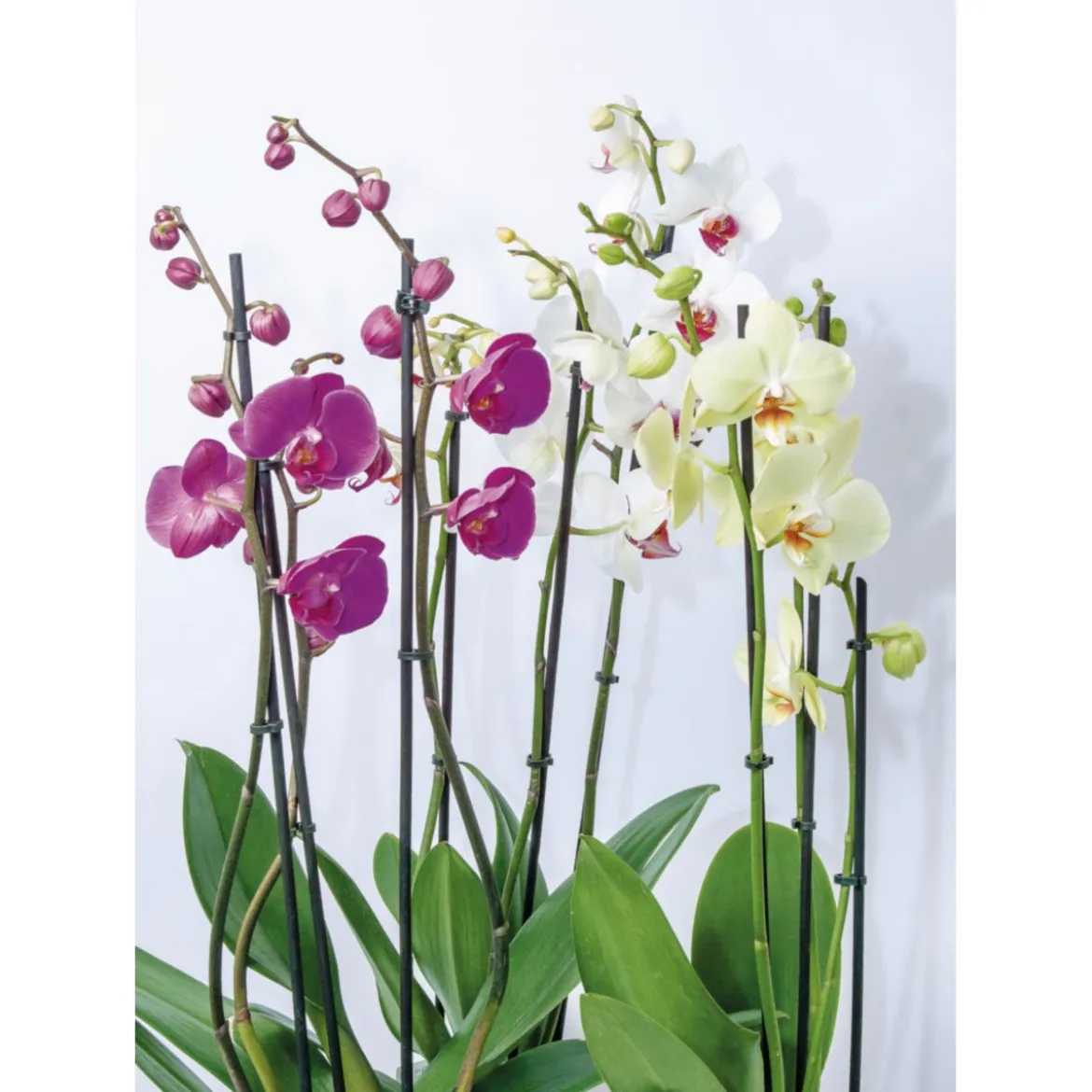 Plantiflor Orchideen-Mix 2-Trieber