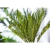 PlantiflorPalmfarn Topf Durchmesser 12 cm