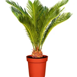 PlantiflorPalmfarn Topf Durchmesser 12 cm