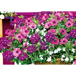 PlantiflorPetunie großblumig ton in ton T13