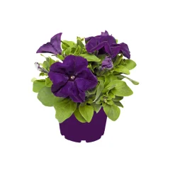 PlantiflorPetunie großblumig ton in ton T13