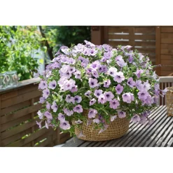 Plantiflor Petunie Sky Family Topf Durchmesser 12 cm