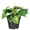PlantiflorPhilodendron Topf Durchmesser 12 cm