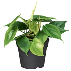PlantiflorPhilodendron Topf Durchmesser 12 cm