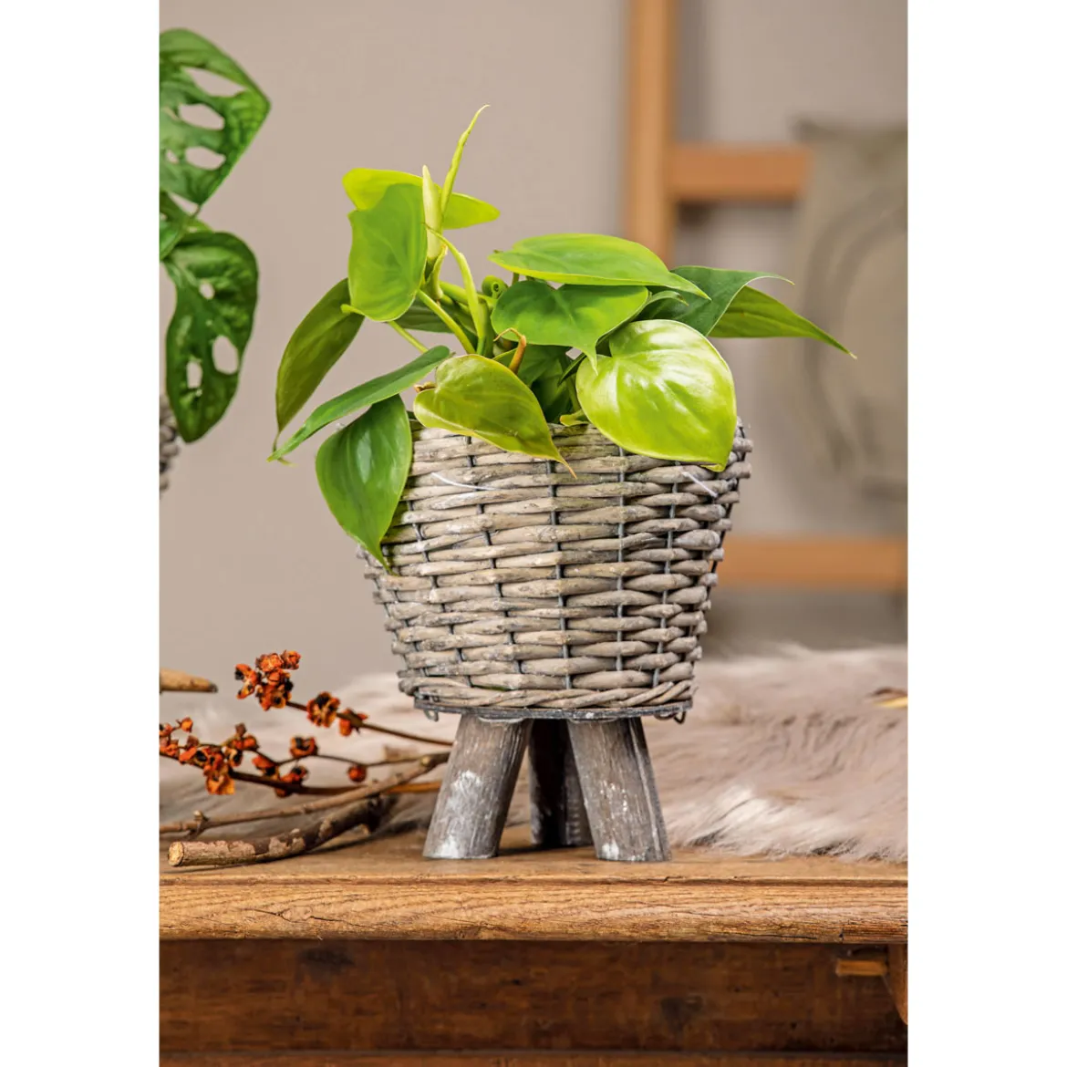 PlantiflorPhilodendron Topf Durchmesser 12 cm