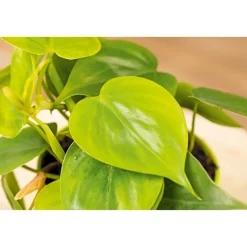 PlantiflorPhilodendron Topf Durchmesser 12 cm