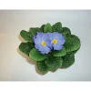 PlantiflorPrimeln Sonderfarben Topf Durchmesser 11 cm