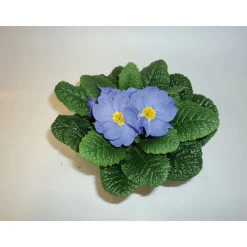 PlantiflorPrimeln Sonderfarben Topf Durchmesser 11 cm