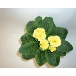 PlantiflorPrimeln Sonderfarben Topf Durchmesser 11 cm