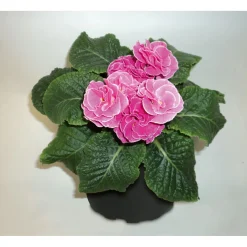 PlantiflorPrimeln Sonderfarben Topf Durchmesser 11 cm