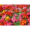 PlantiflorPrimel Topf Durchmesser 10,5 cm