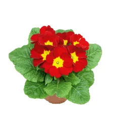 PlantiflorPrimel Topf Durchmesser 10,5 cm