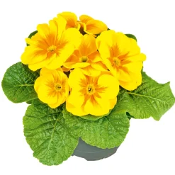PlantiflorPrimel Topf Durchmesser 10,5 cm