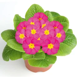 PlantiflorPrimel Topf Durchmesser 10,5 cm