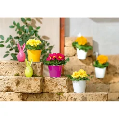 PlantiflorPrimel Topf Durchmesser 10,5 cm