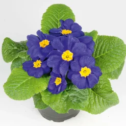 PlantiflorPrimel Topf Durchmesser 10,5 cm