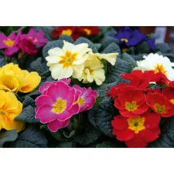 PlantiflorPrimel Topf Durchmesser 10,5 cm