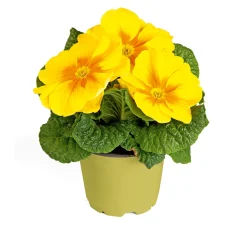 PlantiflorPrimel Topf Durchmesser 10,5 cm