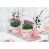 PlantiflorPrinzess-Nelke Pink Kisses Topf- Durchmesser 12 cm