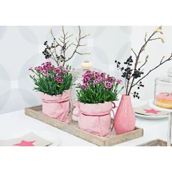 PlantiflorPrinzess-Nelke Pink Kisses Topf- Durchmesser 12 cm