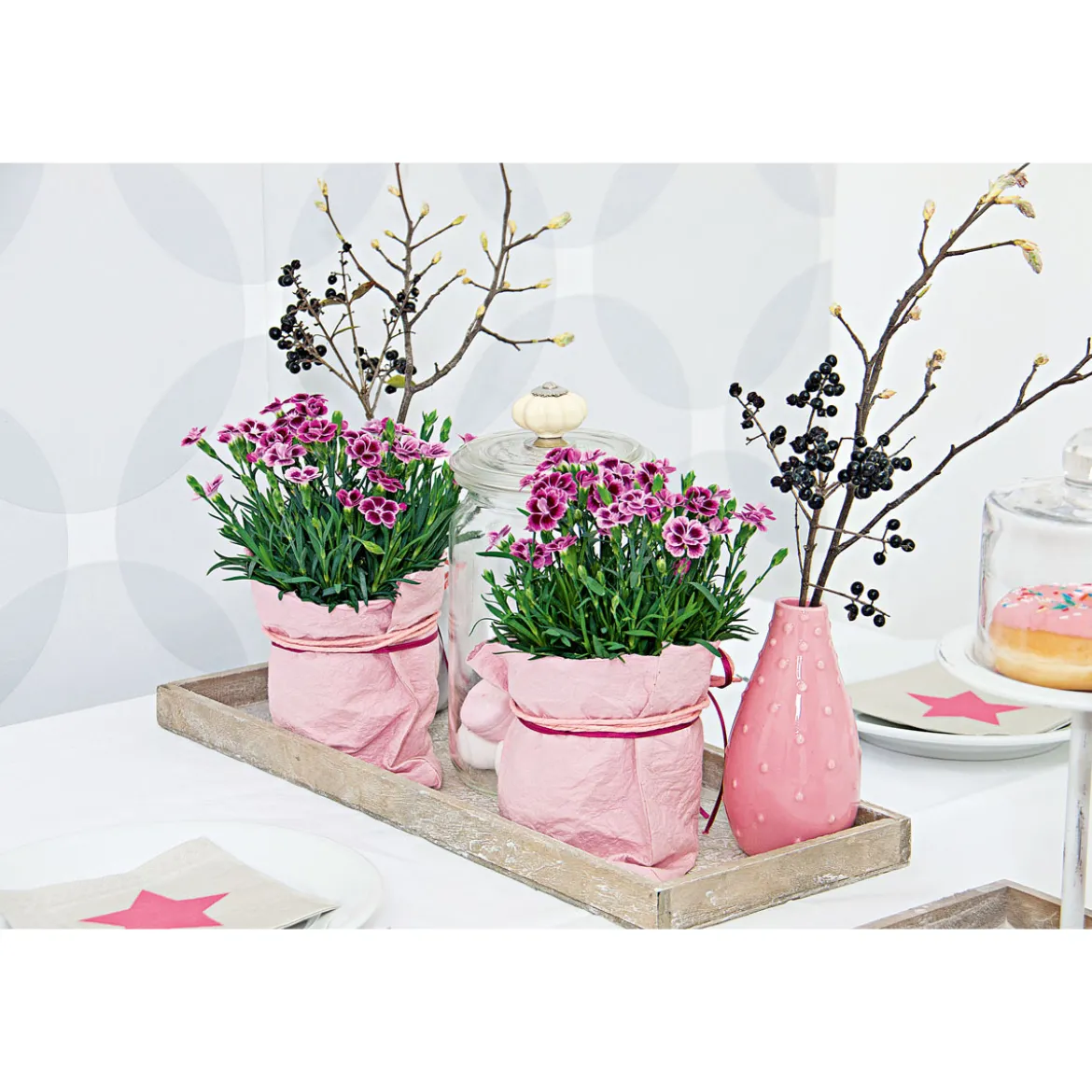 PlantiflorPrinzess-Nelke Pink Kisses Topf- Durchmesser 12 cm