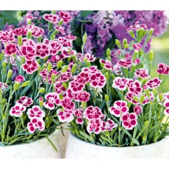 PlantiflorPrinzess-Nelke Pink Kisses Topf- Durchmesser 12 cm