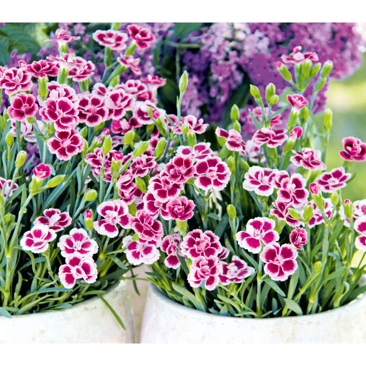 PlantiflorPrinzess-Nelke Pink Kisses Topf- Durchmesser 12 cm