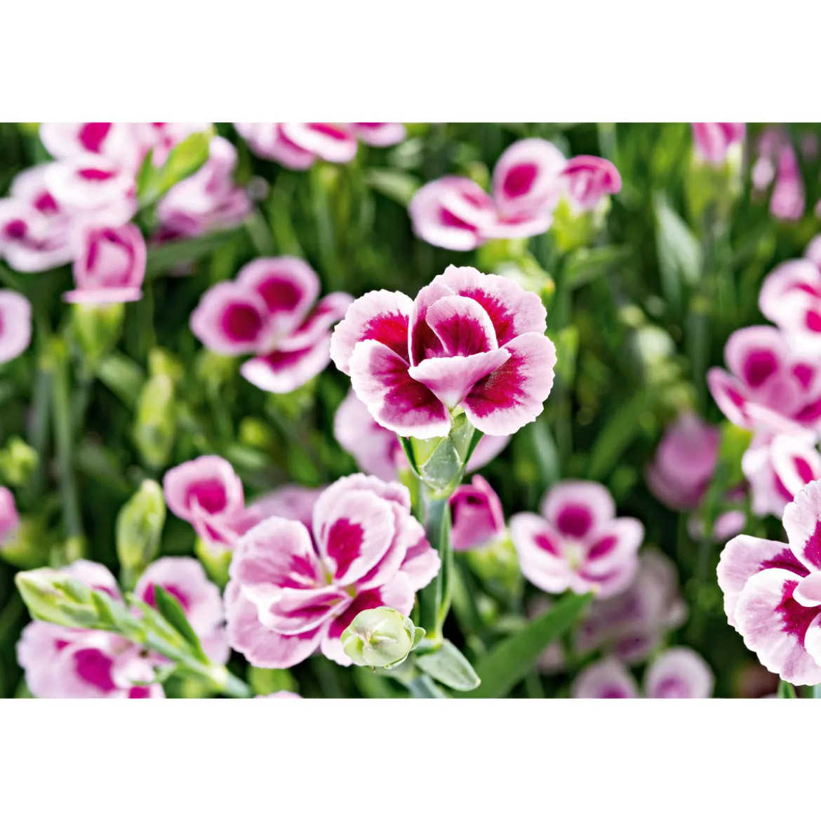 PlantiflorPrinzess-Nelke Pink Kisses Topf- Durchmesser 12 cm