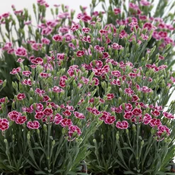 PlantiflorPrinzess-Nelke Pink Kisses Topf- Durchmesser 12 cm