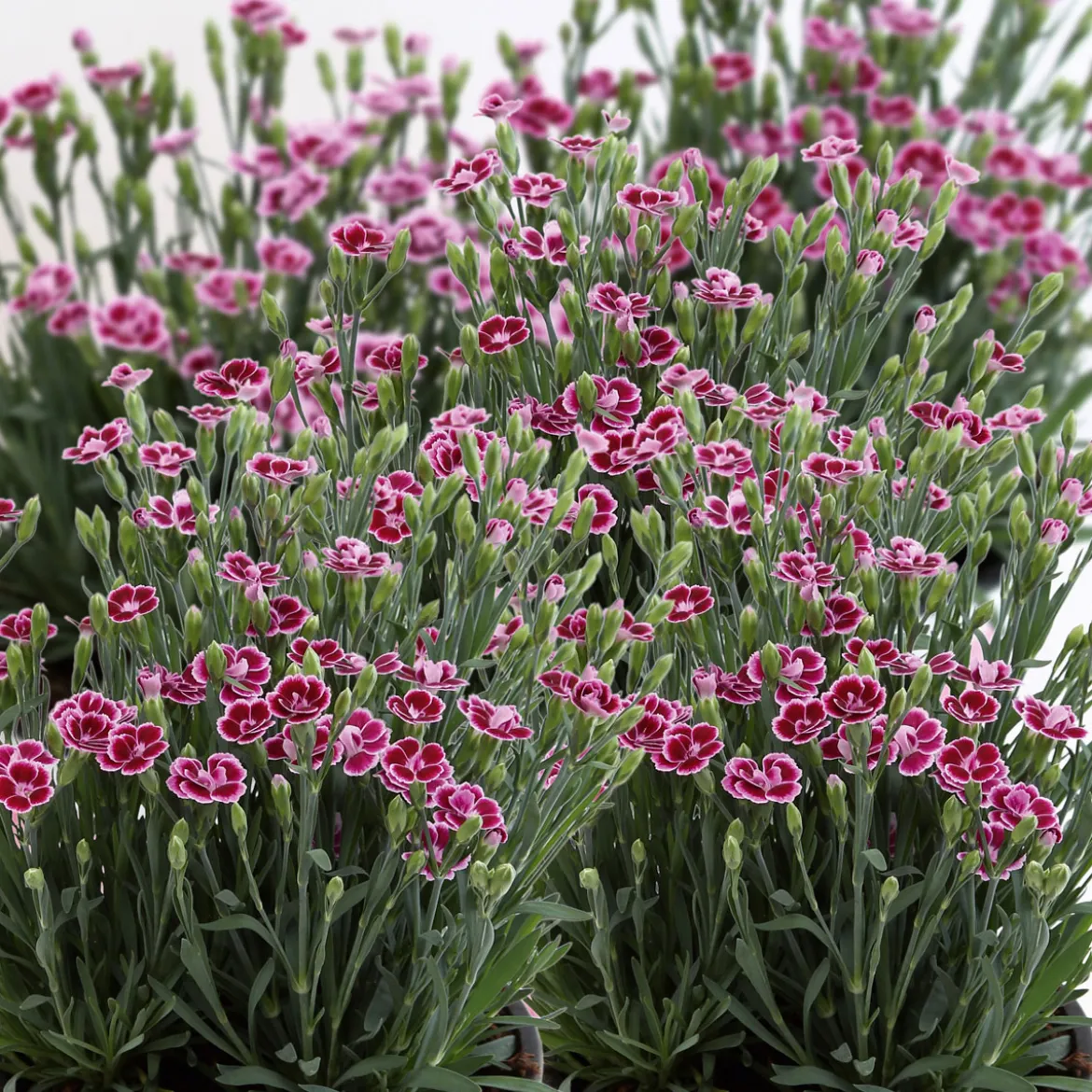 PlantiflorPrinzess-Nelke Pink Kisses Topf- Durchmesser 12 cm