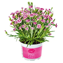 PlantiflorPrinzess-Nelke Pink Kisses Topf- Durchmesser 12 cm