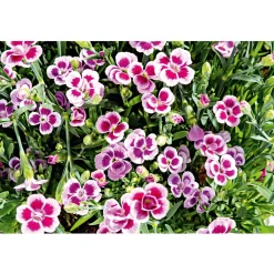 PlantiflorPrinzess-Nelke Pink Kisses Topf- Durchmesser 12 cm