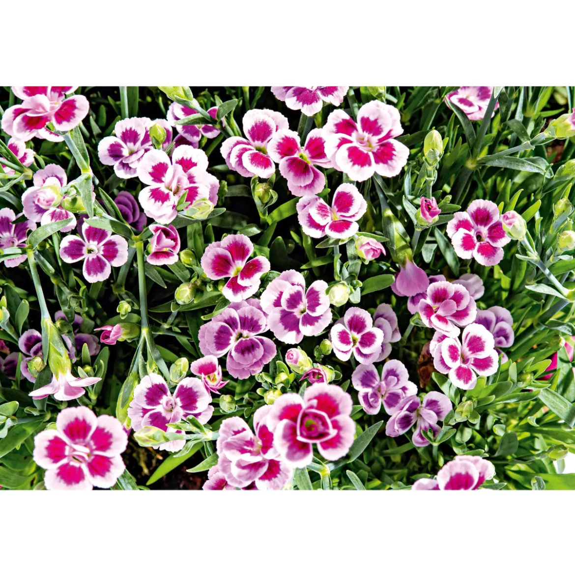 PlantiflorPrinzess-Nelke Pink Kisses Topf- Durchmesser 12 cm