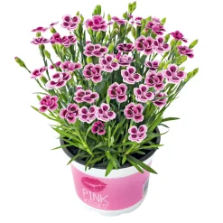 PlantiflorPrinzess-Nelke Pink Kisses Topf- Durchmesser 12 cm