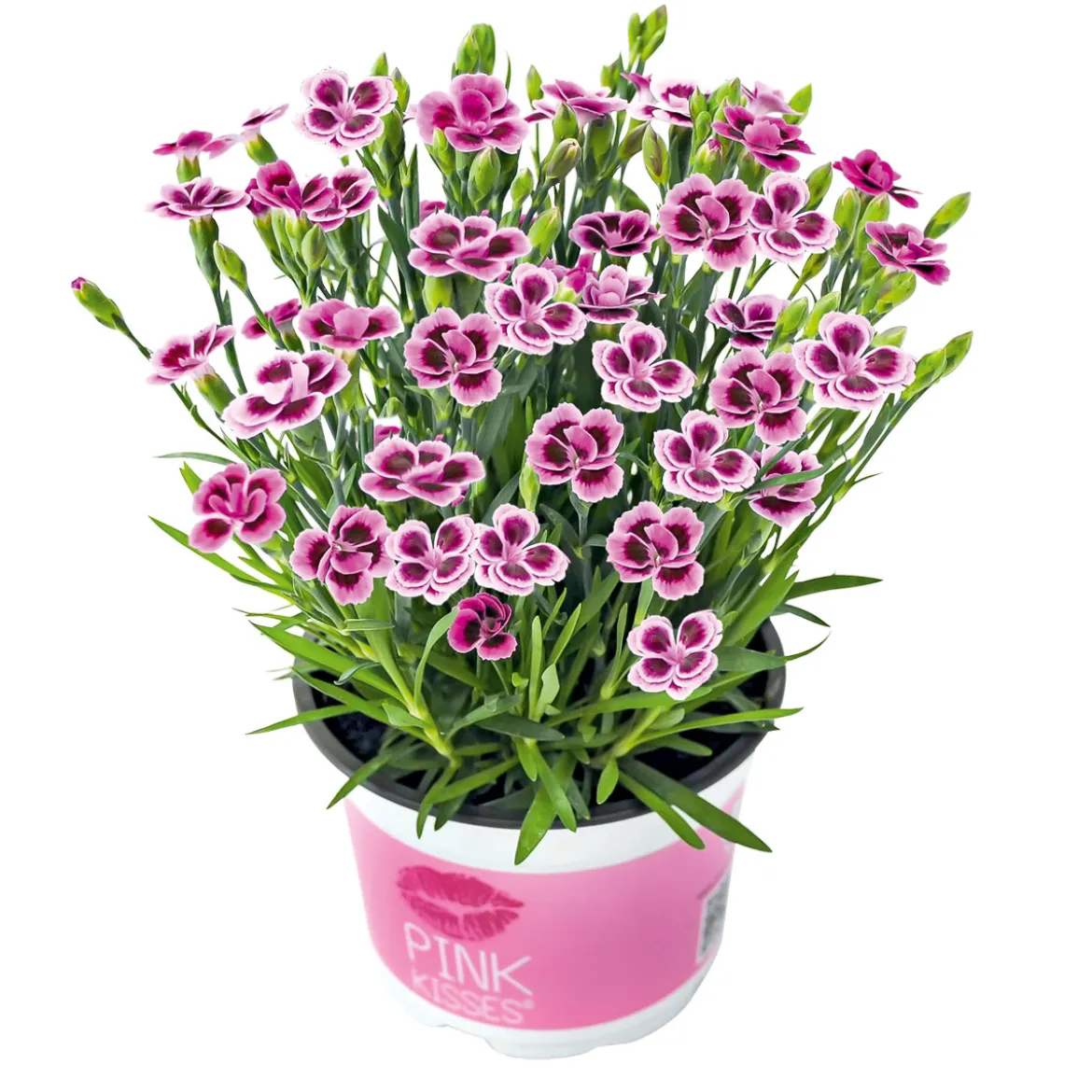 PlantiflorPrinzess-Nelke Pink Kisses Topf- Durchmesser 12 cm