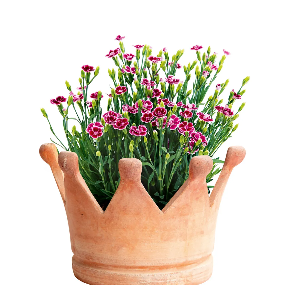 PlantiflorPrinzess-Nelke Pink Kisses Topf- Durchmesser 12 cm