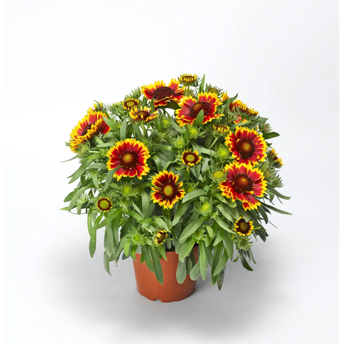 PlantiflorPrärie-Korkadenblume Topf Durchmesser 19 cm