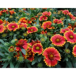 PlantiflorPrärie-Korkadenblume Topf Durchmesser 19 cm