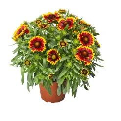 PlantiflorPrärie-Korkadenblume Topf Durchmesser 19 cm