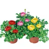 Plantiflor Ranunkel Topf Durchmesser 11 cm