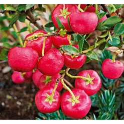 PlantiflorRebhuhnbeere Topf Durchmesser 10,5 cm